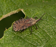 Hesus humeralis