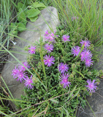 Delosperma lavisiae