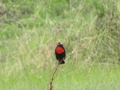 Leistes superciliaris