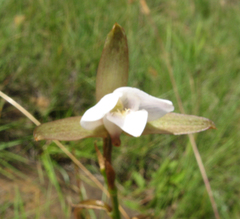 Eulophia ovalis