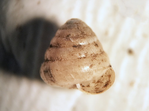 Euconulus chersinus, 2019-12-11