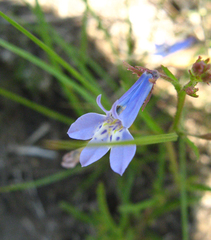 Lobelia flaccida