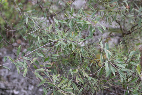 Pallas' Buckthorn (Rhamnus erythroxyloides)