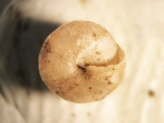 Euconulus chersinus