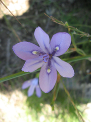 Moraea stricta