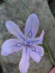 Moraea stricta