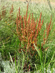 Rumex woodii