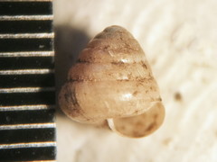 Euconulus chersinus