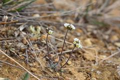 Draba cinerea