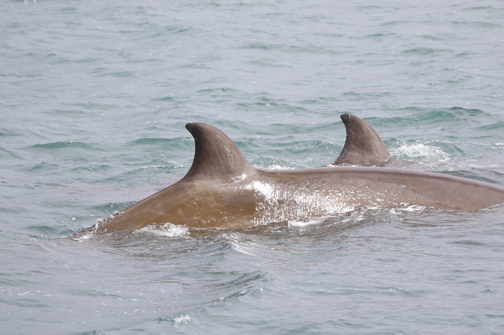 Hyperoodon ampullatus