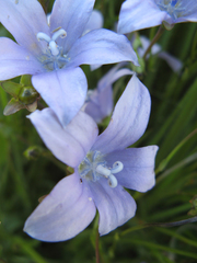 Wahlenbergia cuspidata