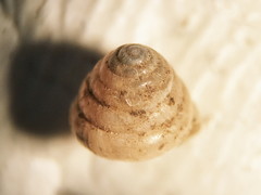 Euconulus chersinus