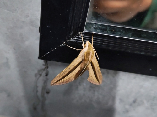 Brown-Banded Hunter Hawkmoth