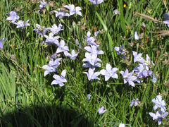 Wahlenbergia cuspidata