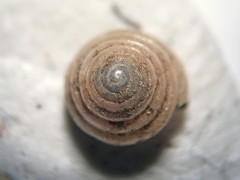 Euconulus chersinus