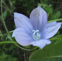 Wahlenbergia grandiflora
