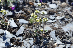 Draba cinerea