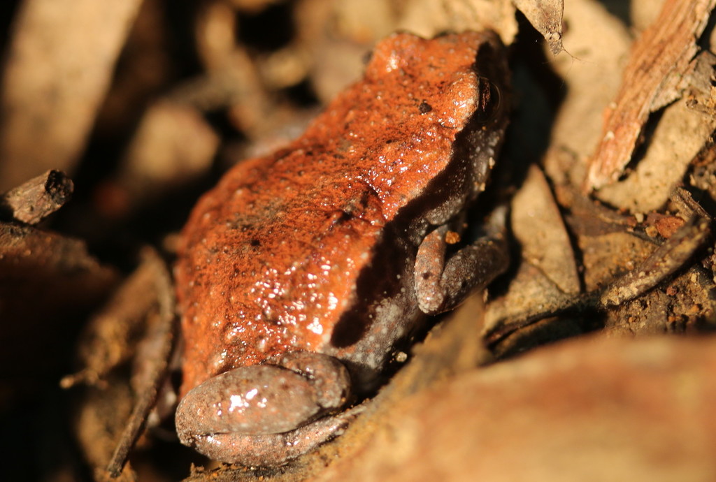 Keferstein's Toadlet