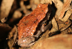 Keferstein's Toadlet photo 1