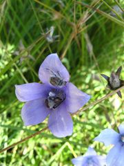 Wahlenbergia appressifolia