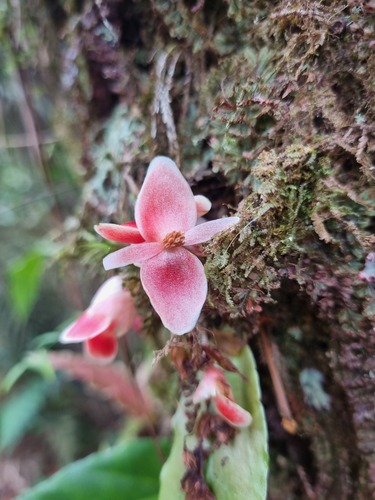 Shrimp Begonia (Begonia radicans)
