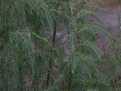 Passerina falcifolia
