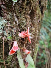 Begonia radicans, photograph Marcelo Bovi, CC BY, iNaturalist via GBIF
