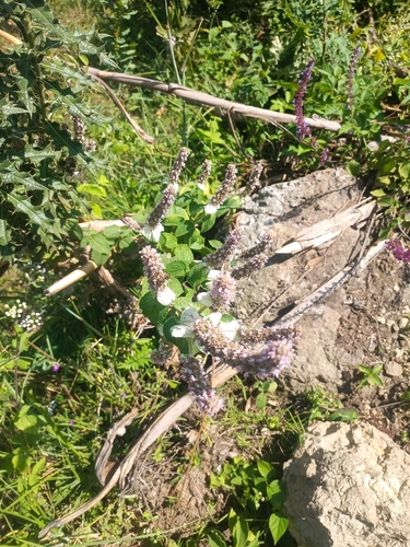 Platostoma rotundifolium, 2025-11-21