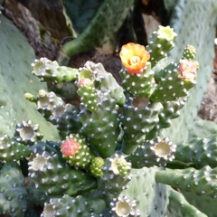 Opuntieae