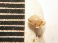 Euconulus chersinus