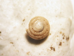 Euconulus chersinus