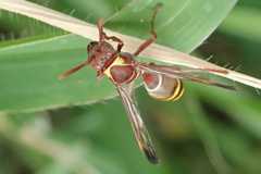 Polistes badius