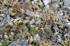 Draba cinerea