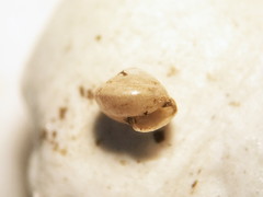 Euconulus chersinus