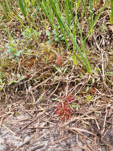 Drosera latifolia (Drosera latifolia)