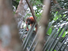 Alouatta seniculus puruensis