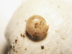Euconulus chersinus