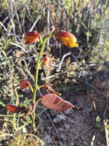 Erythrostemon angulatus, photograph 4