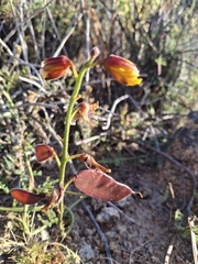 Erythrostemon angulatus, photograph Andrea Eyquem, CC BY, iNaturalist via GBIF