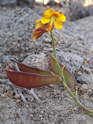Erythrostemon angulatus, photograph 5