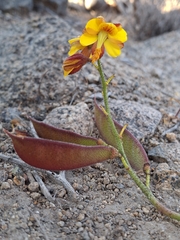 Erythrostemon angulatus, photograph Andrea Eyquem, CC BY, iNaturalist via GBIF