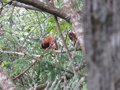 Alouatta seniculus puruensis