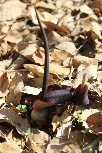 Biarum pyrami (Biarum pyrami)