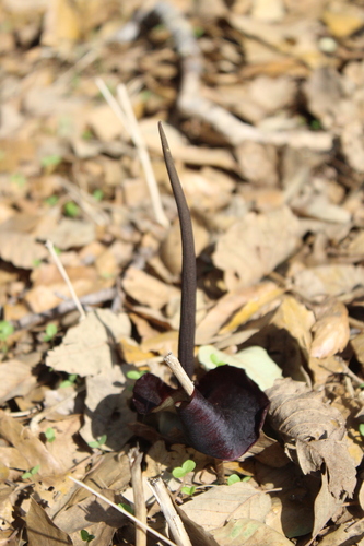 Biarum pyrami, photograph 2
