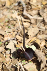 Biarum pyrami, photograph (c) yelena_antipova, some rights reserved (CC BY)