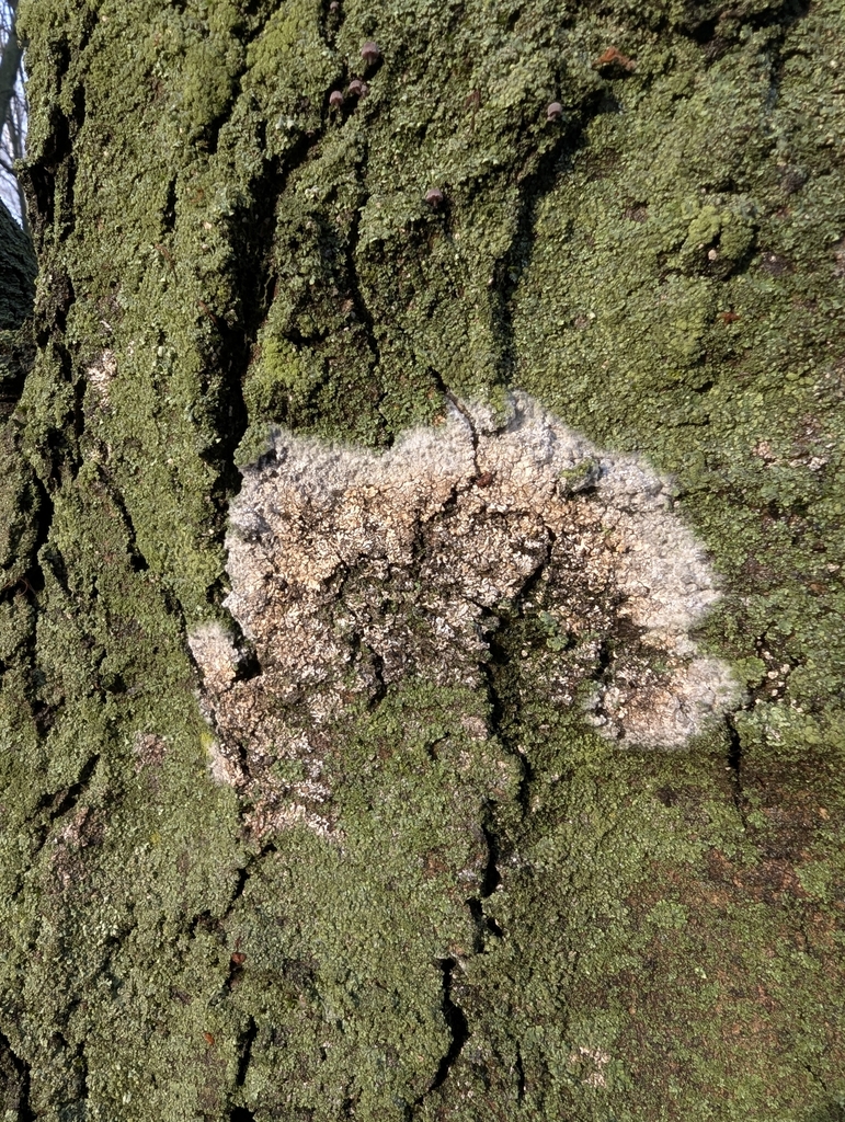Athelia arachnoidea · November 2025 · photo: © iryna_m (iNaturalist, cc-by)