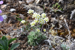 Draba cinerea