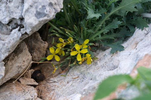 Acanthus-leaved Lettuce (Lactuca acanthifolia)