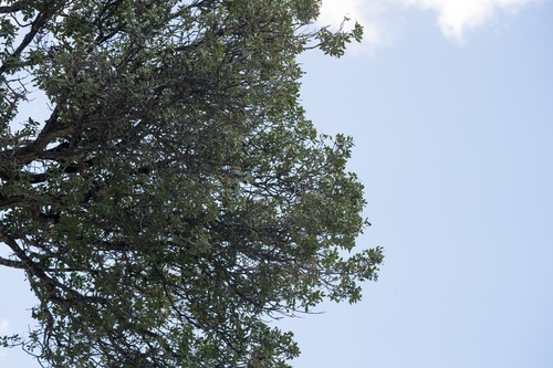 Quercus aucheri, photograph 6