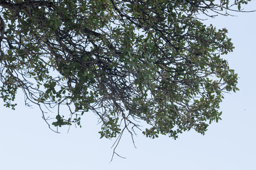 Quercus aucheri, photograph 5